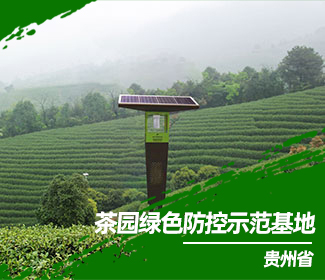 茶园 “美人计”绿色灭虫害 干净黔茶托普用心呵护